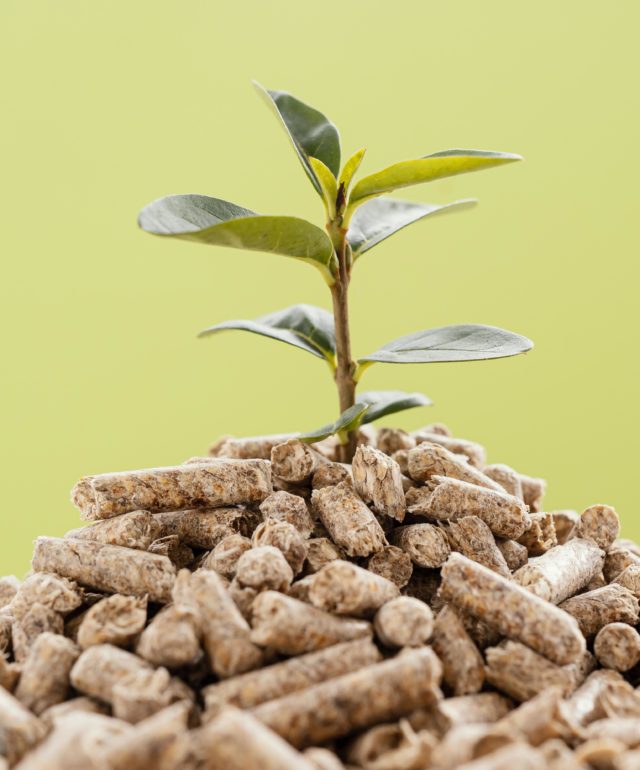 front-view-plant-growing-from-pellets